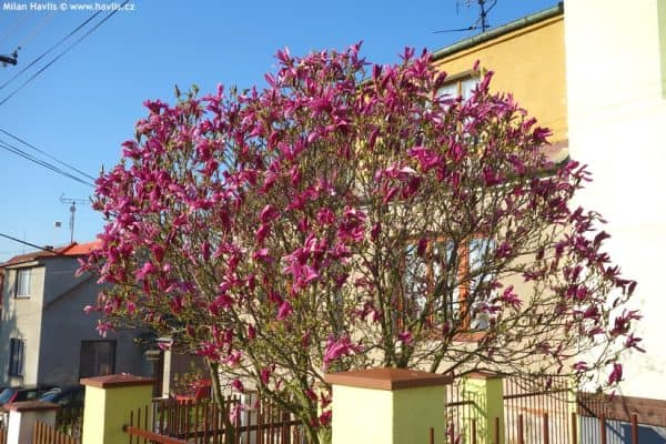 magnolia-magnólia-liliomfa Susan