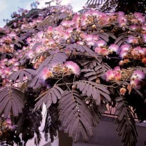 Bordó levelű Selyemakác 150 cm "Albizia julibrissin Evey's Pride"