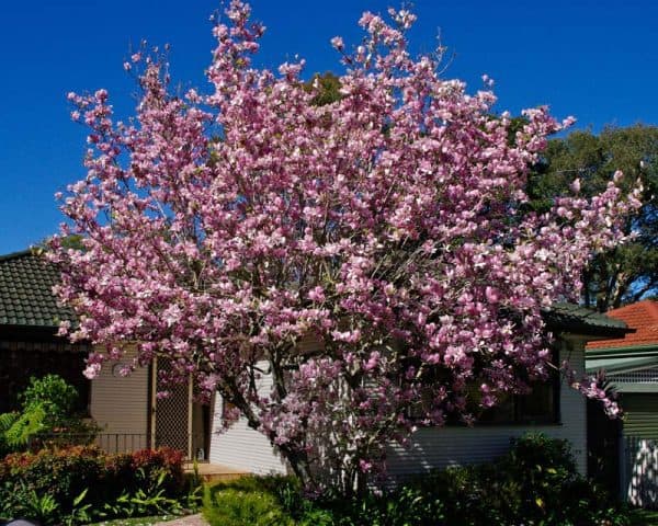 Magnolia-magnólia-soulangeana-liliomfa