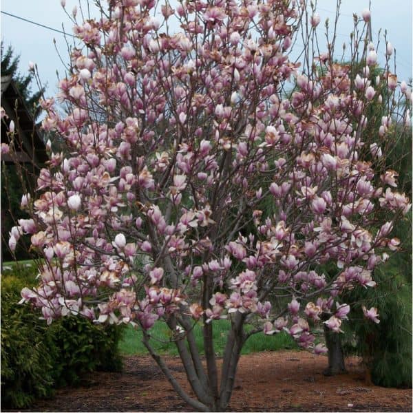 Magnolia-magnólia-liliomfa-soulangeana