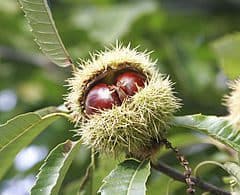 Szelídgesztenye 3 méteres "Castanea sativa" (Konténeres)