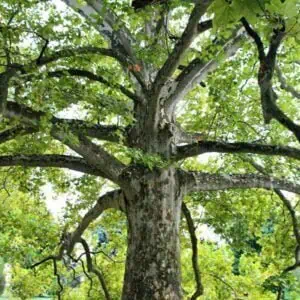 Platánfa 180 cm “Platanus acerifolia”
