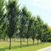Oszlopos jegenyeszil "Ulmus hollandica Lobel"