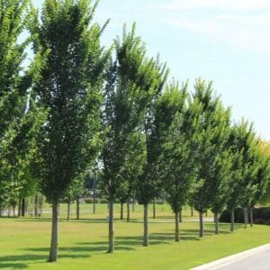 Oszlopos jegenyeszil "Ulmus hollandica Lobel"