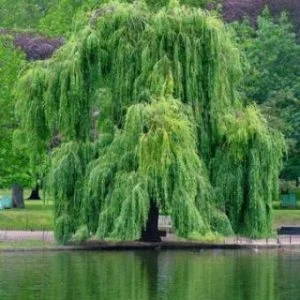 Szomorúfűz 150 cm "Salix alba Tristis"