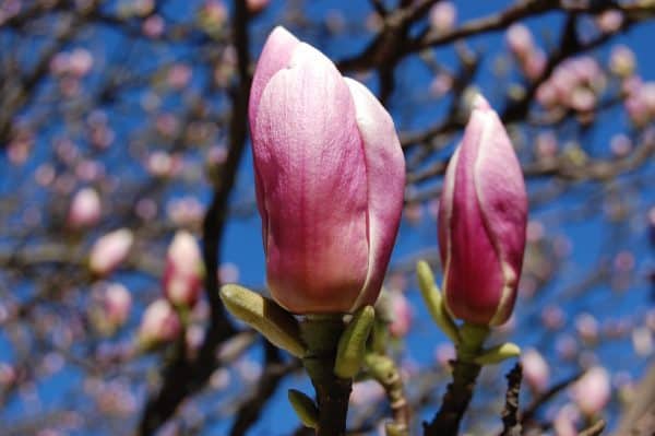 magnolia-soulangeana-liliomfa-magnólia