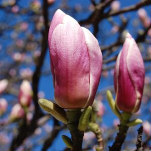 magnolia-soulangeana-liliomfa-magnólia
