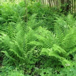 Erdei pajzsika 30cm "Dryopteris filix-mas"