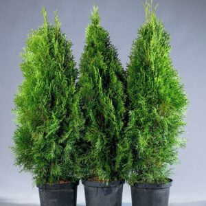 Oszlopos Smaragd Tuja 20-30 cm "Thuja occidentalis Smaragd"