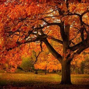 Vörös Tölgy 100 cm "Quercus rubra"