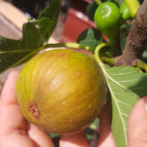Füge "Brogiotto Bianco" 250 cm "Ficus carica"