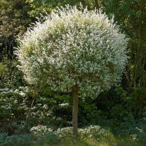 Salix integra Hakuro Nishiki japánfűz