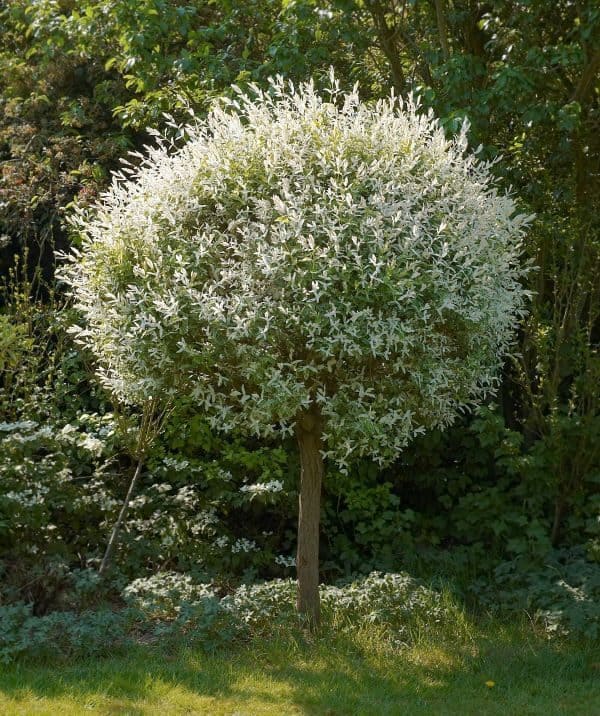 Salix integra Hakuro Nishiki japánfűz