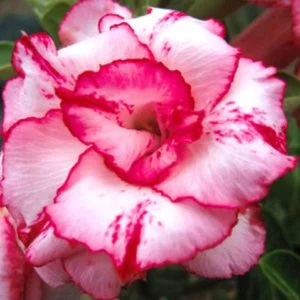 Sivatagi rózsa MAG "Lady Gaga" 10 db "Adenium obesum"