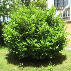 Babérmeggy Novita Prunus laurocerasus