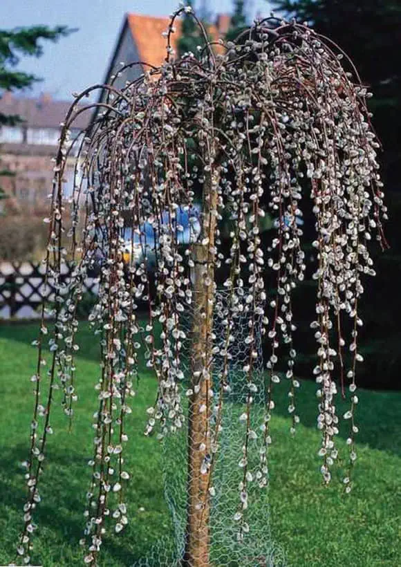 Salix caprea Pendula Csüngő barkafűz