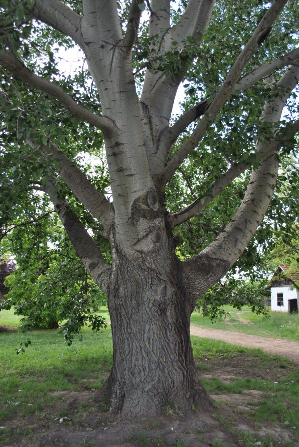 Fehér nyárfa Populus alba