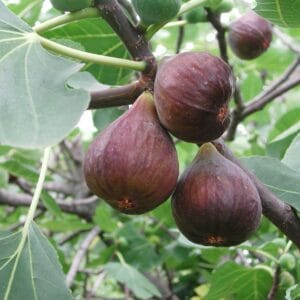 Füge "Helen" 100 cm "Ficus carica"