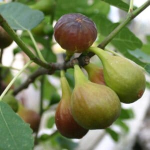 Füge "Brown Turkey" 100 cm "Ficus carica"