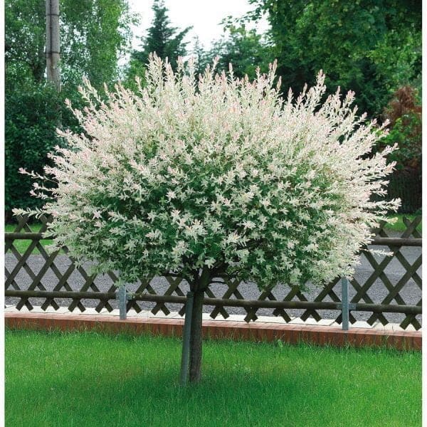Japánfűz hakuro nishiki Salix integra