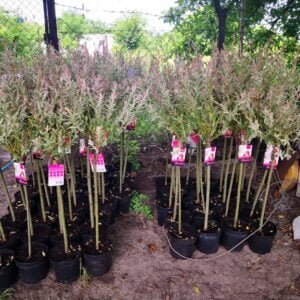 Japánfűz Salix integra Hakuro Nishiki