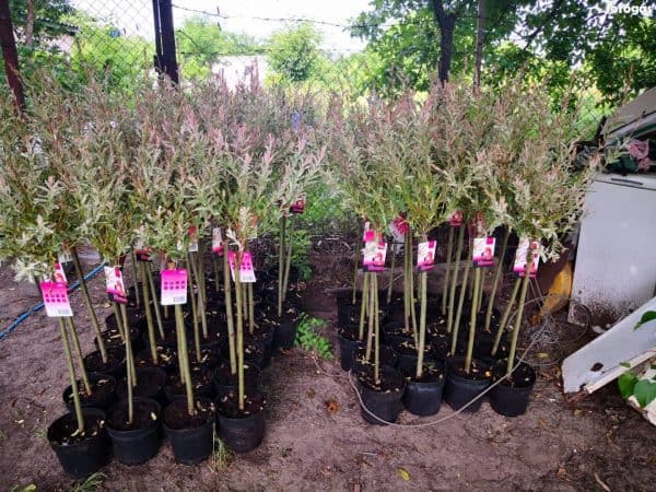 Japánfűz Salix integra Hakuro Nishiki