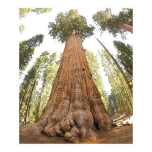 Óriás Mamutfenyő 60 cm "Sequoiadendron giganteum"