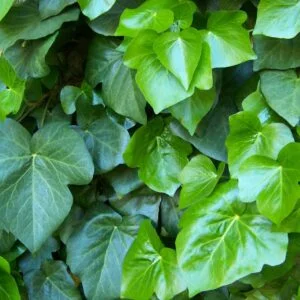 Örökzöld Borostyán 80-100cm "Hedera helix Arborescens"