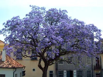 Csaszarfa Ronk Ara