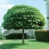 Gömbszivar "Catalpa bignonioides Nana"