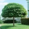 Gömbszivar "Catalpa bignonioides Nana"