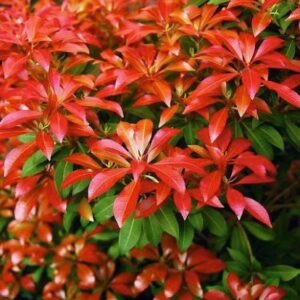Japán Babérhanga "Mountain fire" 30cm "Pieris japonica"