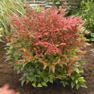 Japán szentfa "Nandina domestica"