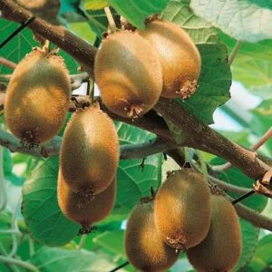 Kivi "Jenny" 100cm "Actinidia deliciosa" Öntermékeny/télálló kiwi