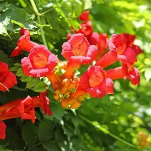 Trombitafolyondár "Madame Galen" 60-80cm NARANCSPIROS "Campsis tagliabuana"