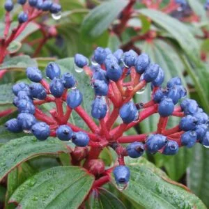 Törpe Bangita 30-40cm "Viburnum davidii"