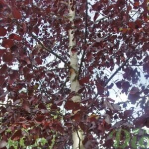 Vörös Nyírfa 150 cm "Betula pendula Royal Frost"