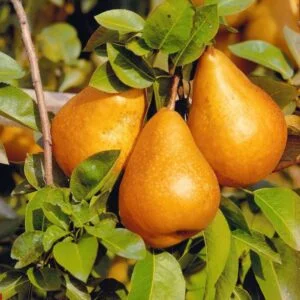 Körte "Bosc Kobak" 150cm (Szabadgyökeres)