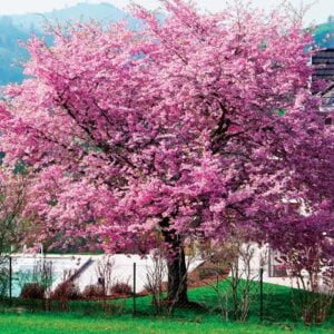 Japán Díszcseresznye Bordó levelű 250 cm "Prunus serrulata Royal Burgundy" (Szabadgyökeres)