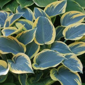 Árnyékliliom "First Frost" 20 cm "Hosta"