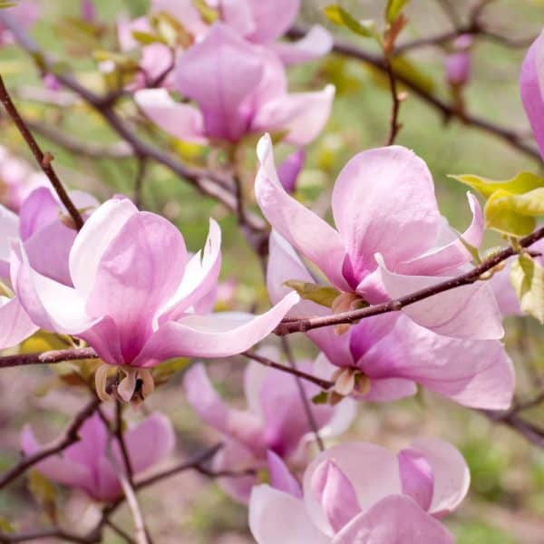 magnolia-liliomfa-geroge-henry-kern