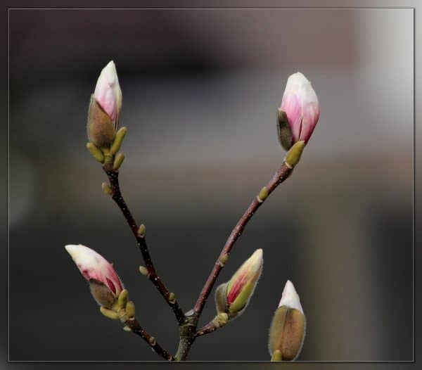 Magnolia-liliomfa-magnólia