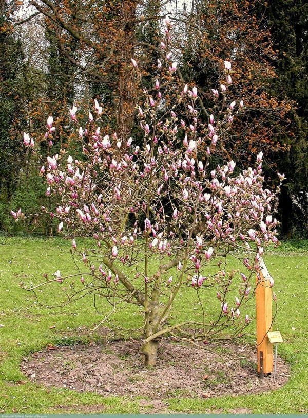 Magnolia-magnólia-liliomfa