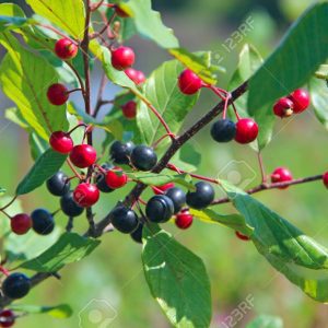 Közönséges Kutyabenge "Frangula alnus"- ára