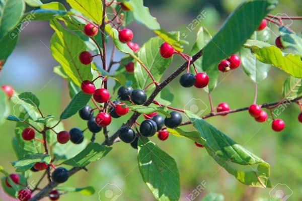 Közönséges Kutyabenge "Frangula alnus"- ára