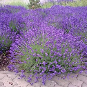 Angol Levendula 20cm "Lavandula intermedia Grosso"
