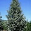 Kék atlaszcédrus Glauca