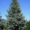 Kék atlaszcédrus Glauca