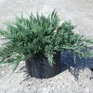 Juniperus horizontalis Blue Chip kúszó boróka
