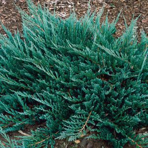 Juniperus horizontalis Blue Chip kúszó boróka